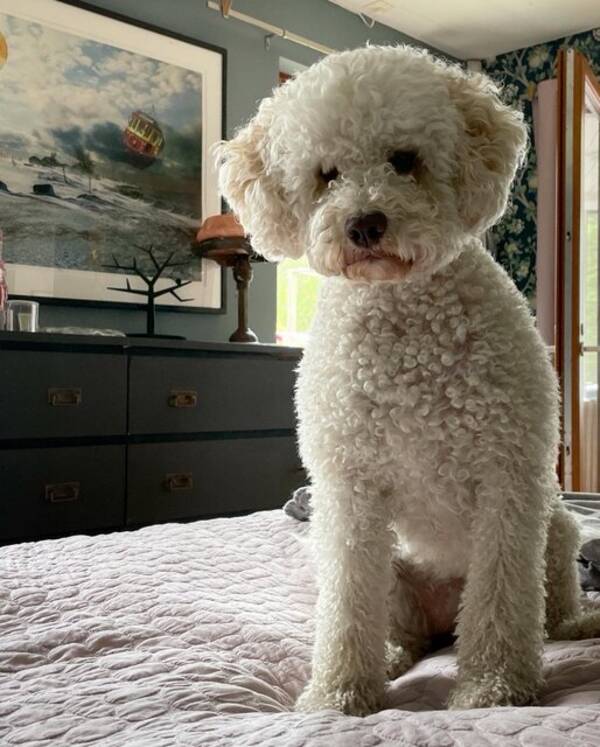 Hund - Siri, lagotto/labradoodle