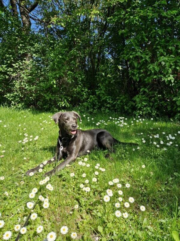 Hund - Labbemixen Lovis