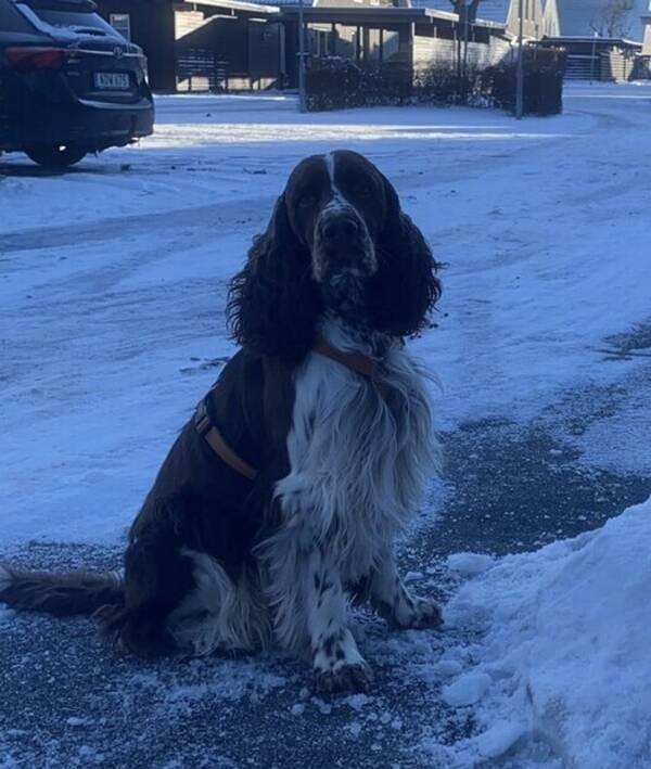 Hund - Engelsk springerspaniel Hobbe