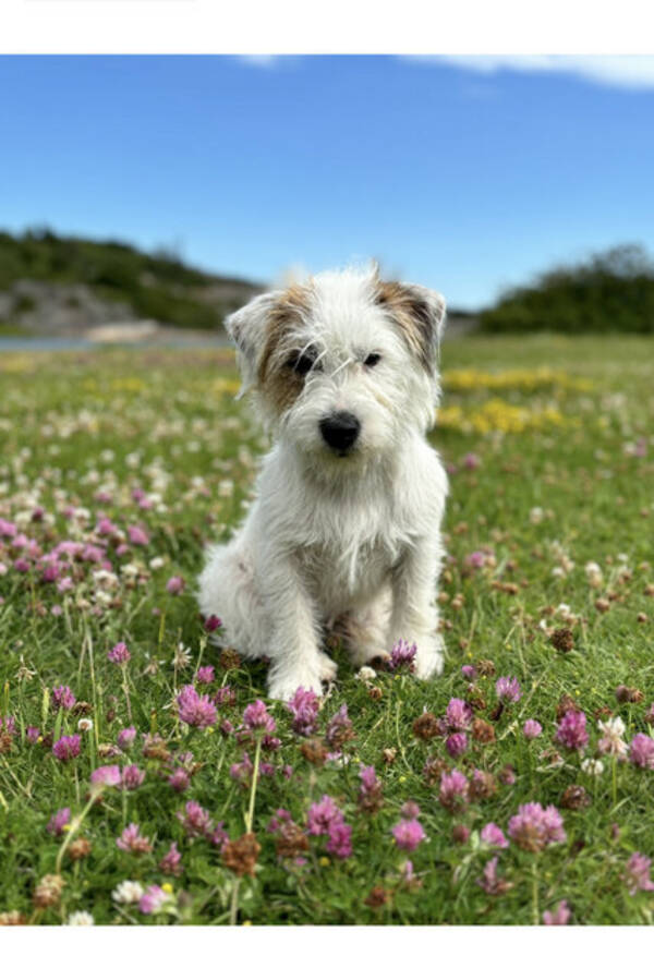 Hund - Chips