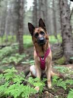 Schæfertispe Kira Schæfertispe Kira