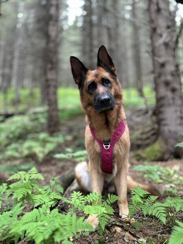 Hund - Schæfertispe Kira Hund - Schæfertispe Kira