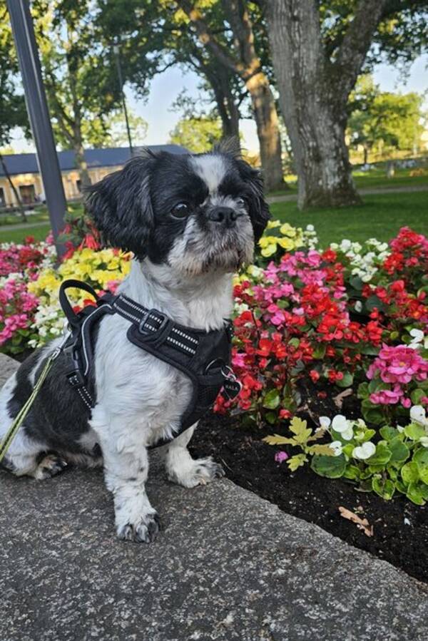 Hund - Shih tzu Nala