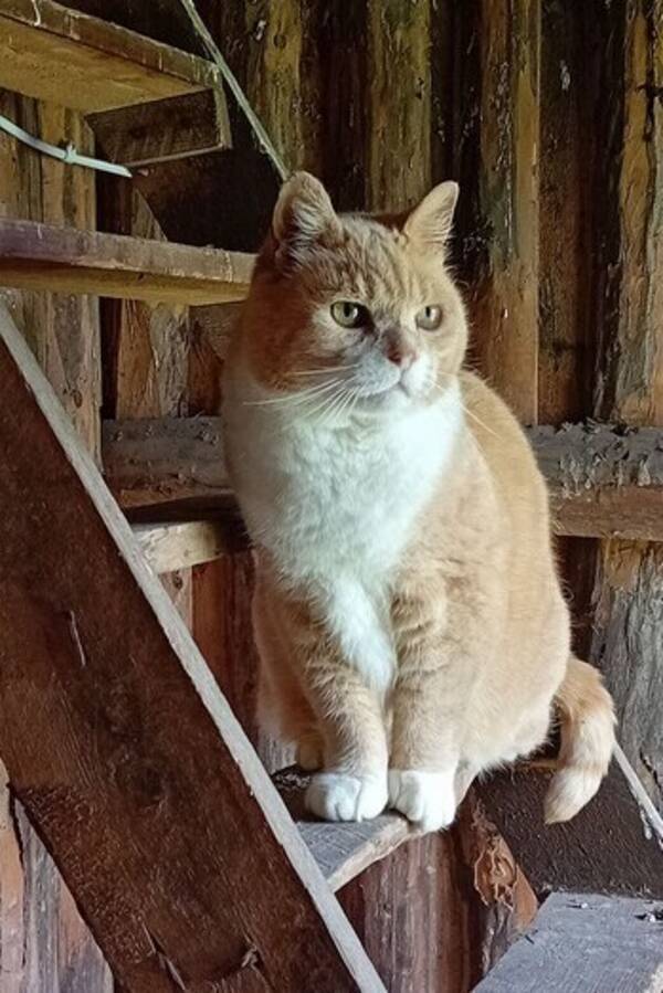 Katt - Gårdskatt Midas Katt - Gårdskatt Midas