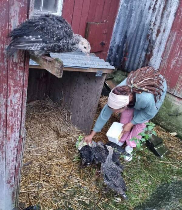 Annet - Kalkuner. Annet - Kalkuner.