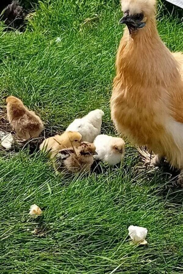 Annet - Silkehøns. Annet - Silkehøns.
