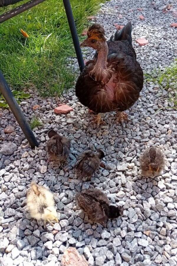 Annet - Silkehøns. Annet - Silkehøns.