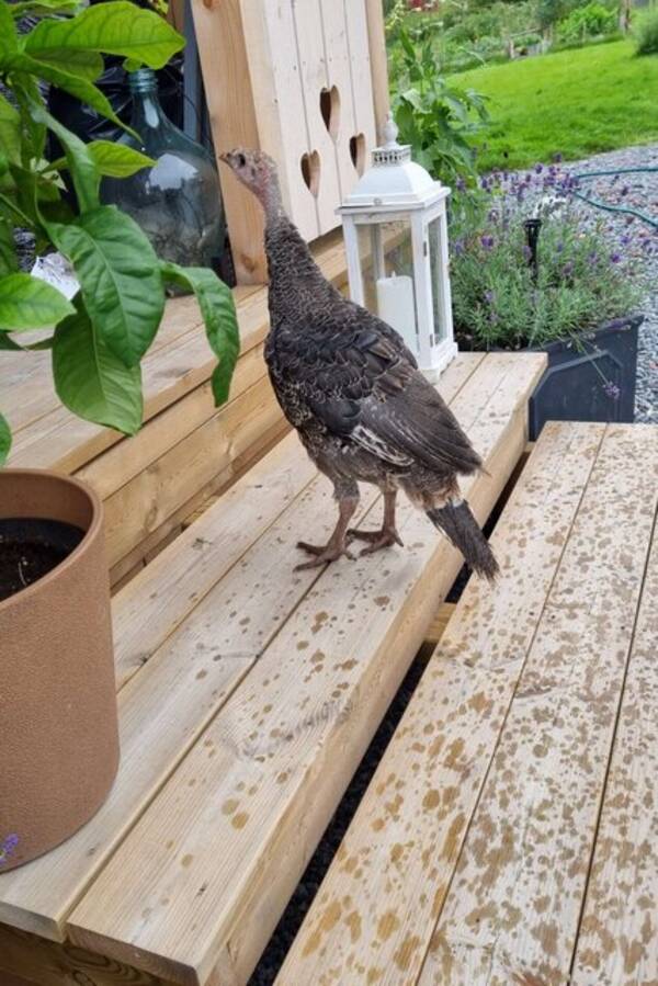 Annet - Kalkuner. Annet - Kalkuner.