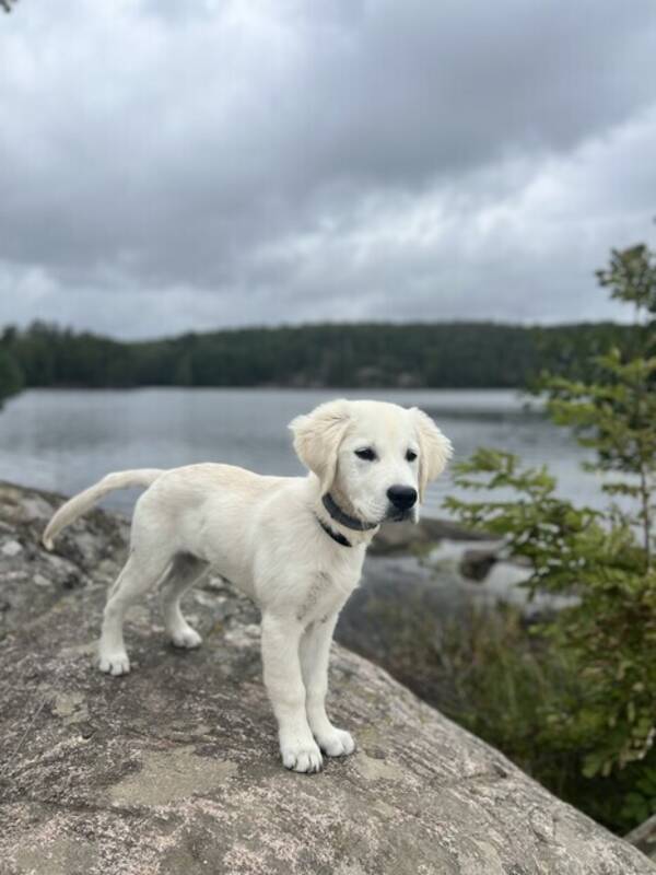 Hund - Golden Retriever 