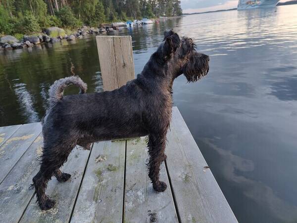 Hund - Dvrgschnausern Ziggy