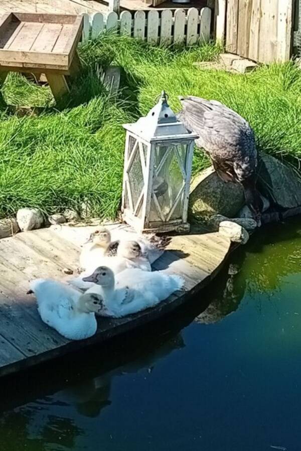 Hus - Småbruk i Rakkestad.  Hus - Småbruk i Rakkestad.