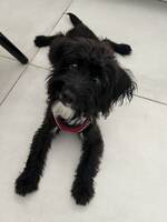 Jackapoo , Blomster-Bob Jackapoo , Blomster-Bob