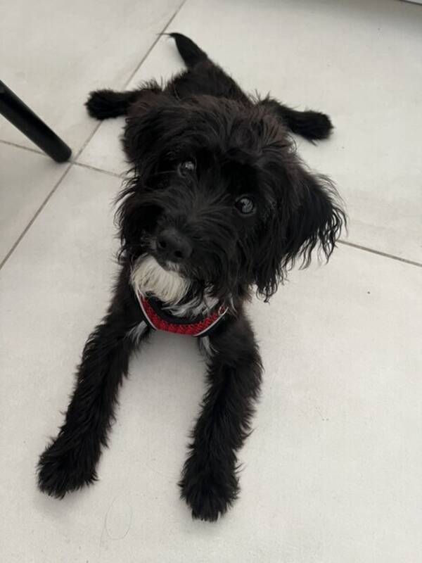 Hund - Jackapoo , Blomster-Bob