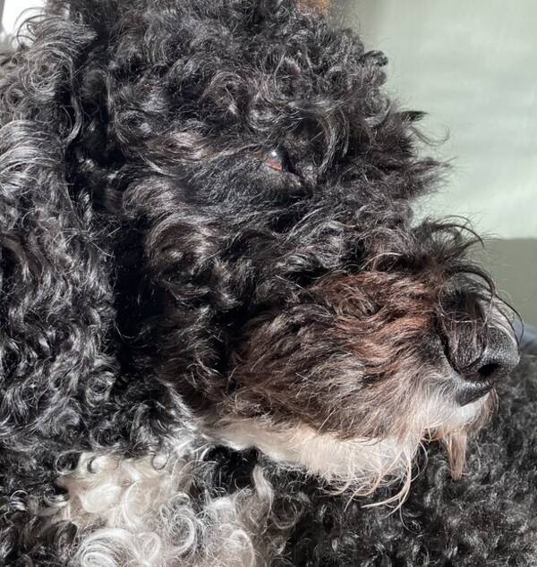Hund - Saga Hund - Saga