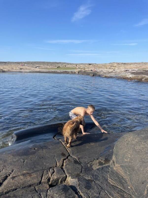 Hund - Cockerspanieln Dessie