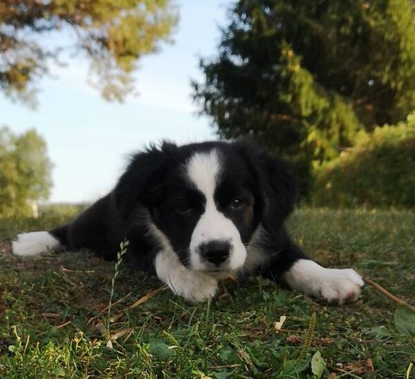 Hund - Border collie