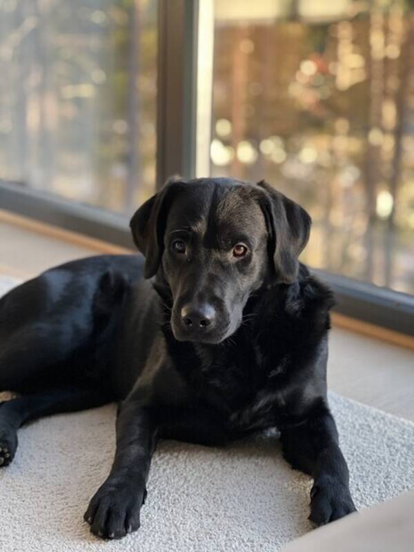 Hund - Labrador & pudel