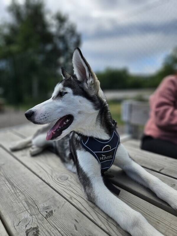 Hund - SIBERIAN HUSKY