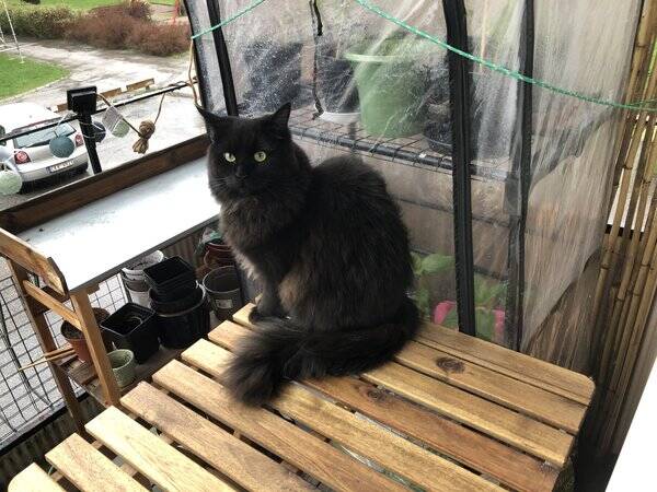 Katt