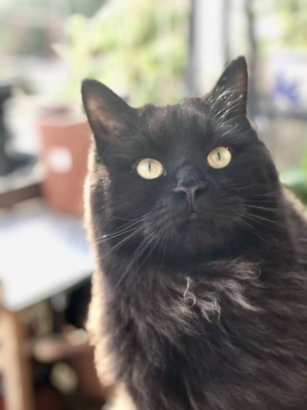 Katt