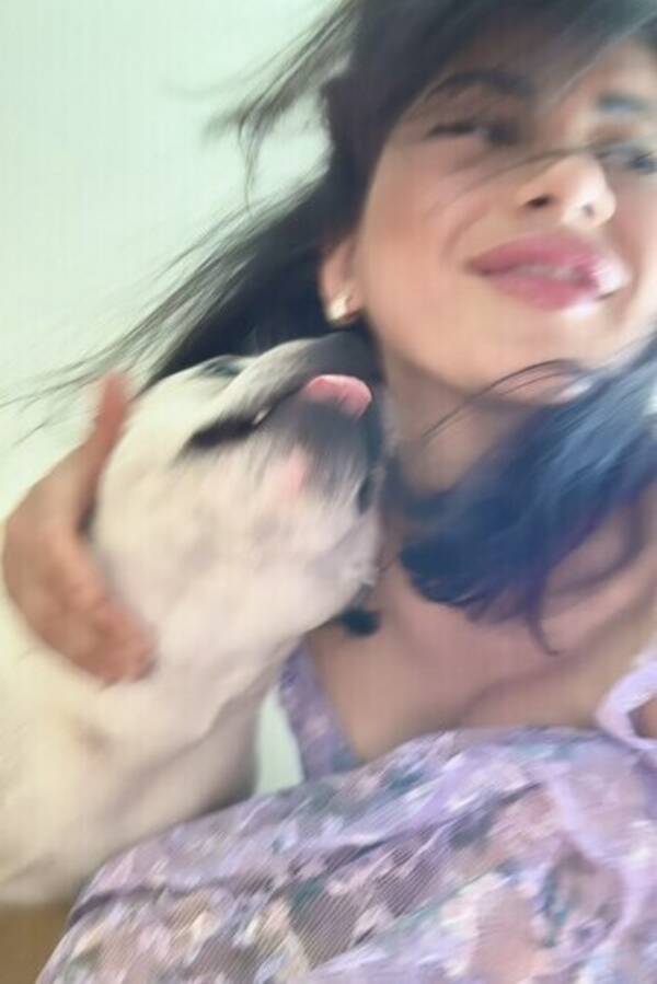 Hund - Ace  Hund - Ace