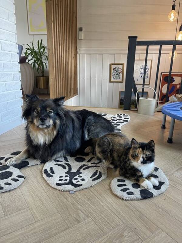 Hund - Finsk Lapphund blanding og katt Hund - Finsk Lapphund blanding og katt