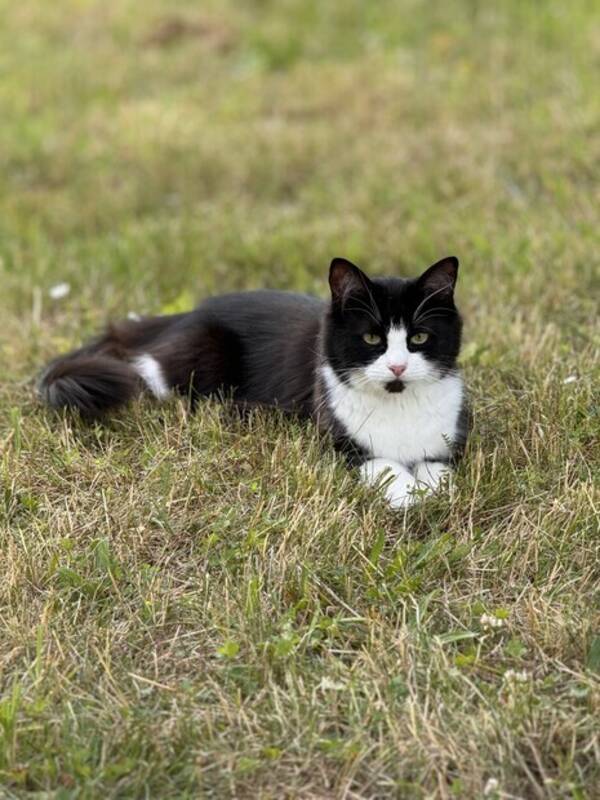 Katt - Osa 75% Ragdoll Katt - Osa 75% Ragdoll