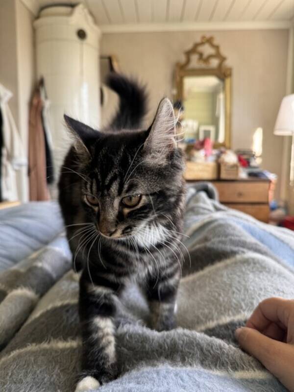 Katt - Katten Mell-O Katt - Katten Mell-O