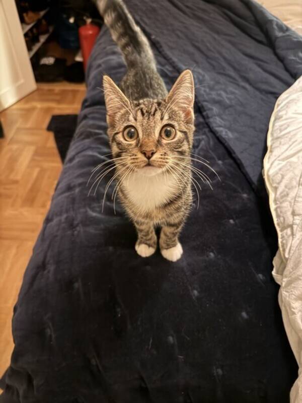 Katt - Lilla O Katt - Lilla O
