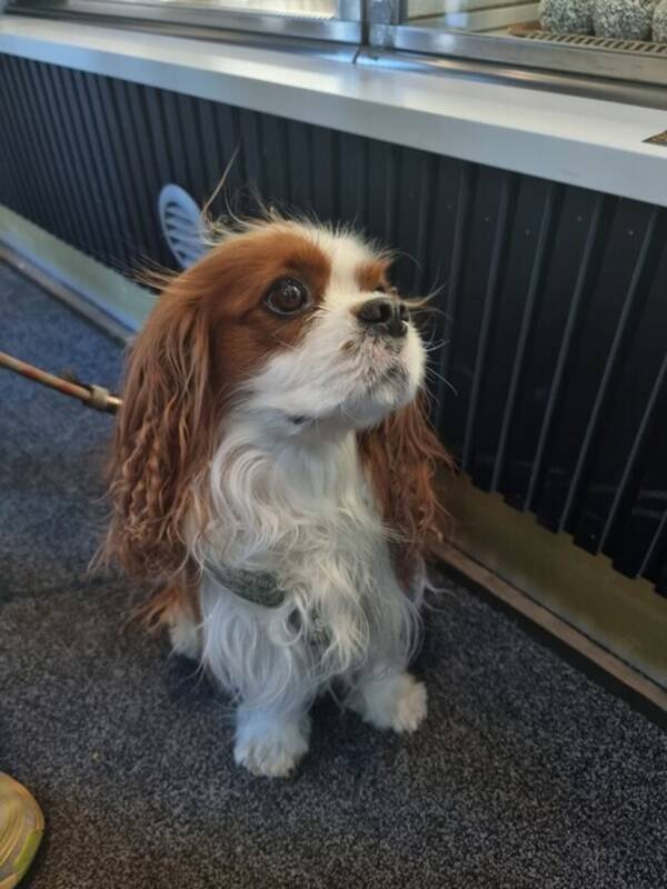 Hund - King Charles Cavalier, Lurvas