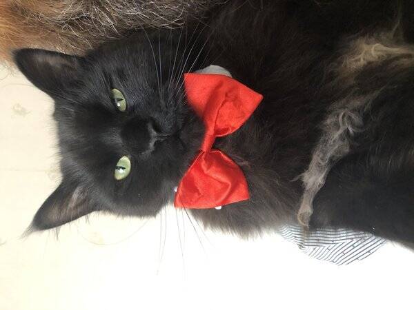 Katt