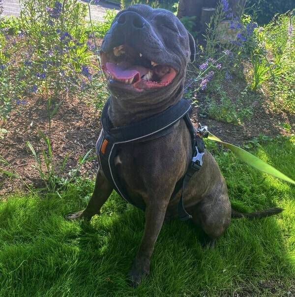 Hund - Engelsk staff