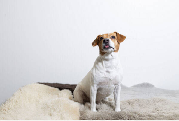 Hund - Lipton Hund - Lipton