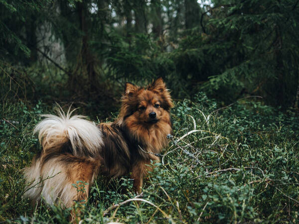 Hund - Mittelspitz Latte