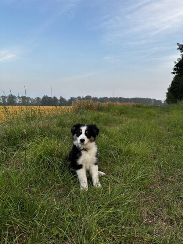 Hund - Mini American shepherd Frasse