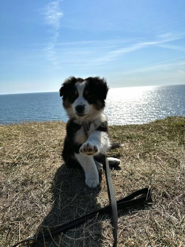 Hund - Mini American shepherd Frasse