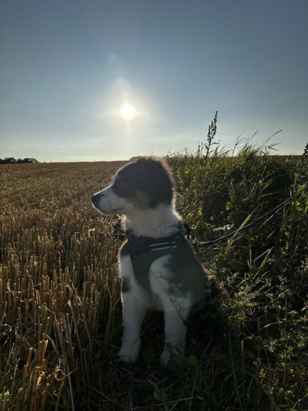 Hund - Mini American shepherd Frasse