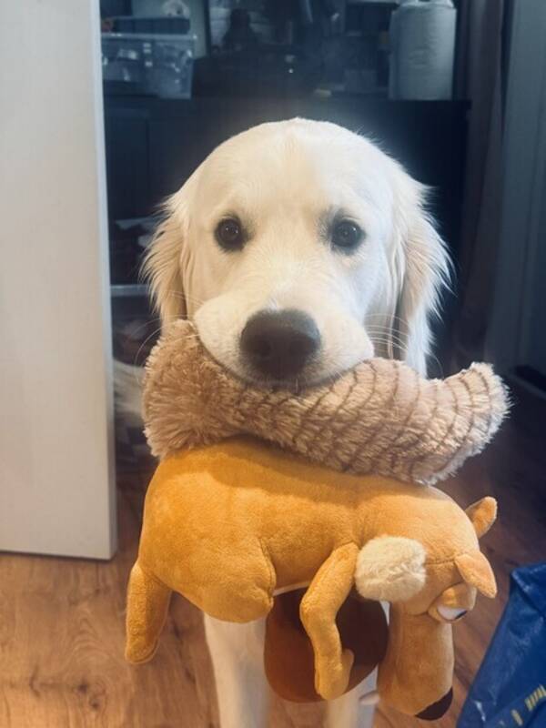 Hund - Golden Retriver