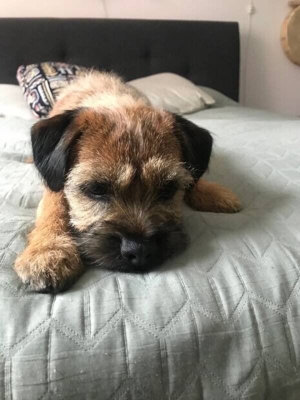 Hund - Borderterrier