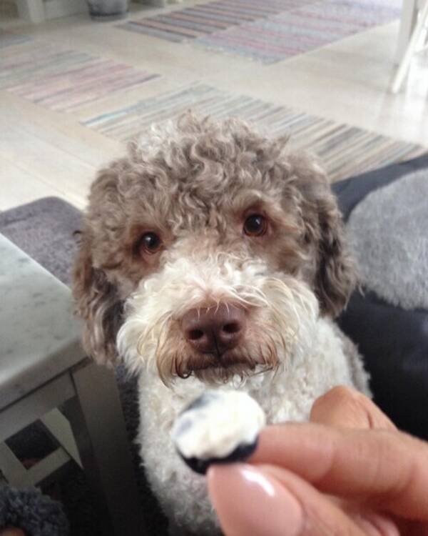 Hund - Lagotto Svante