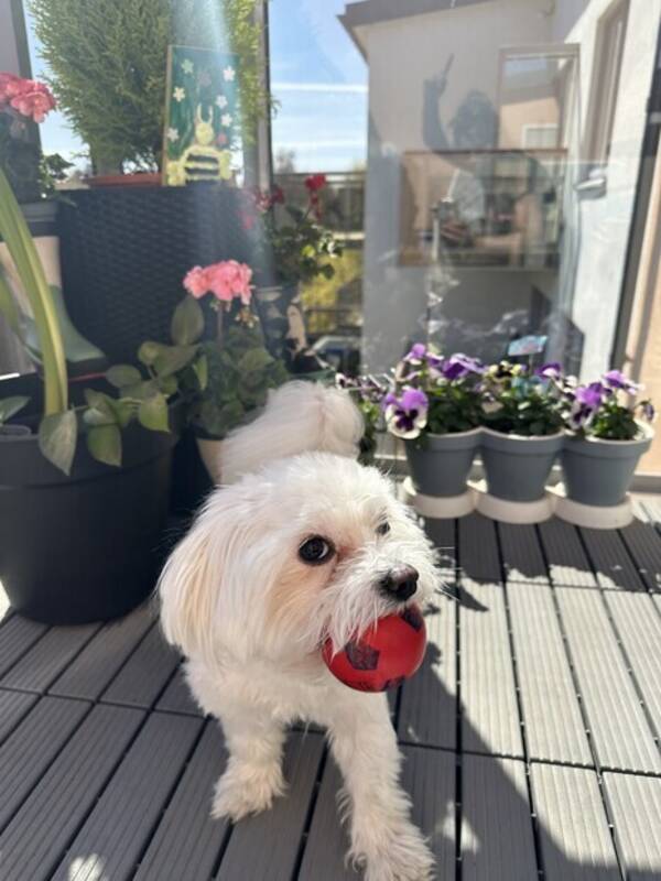 Hund - Bubi /maltese