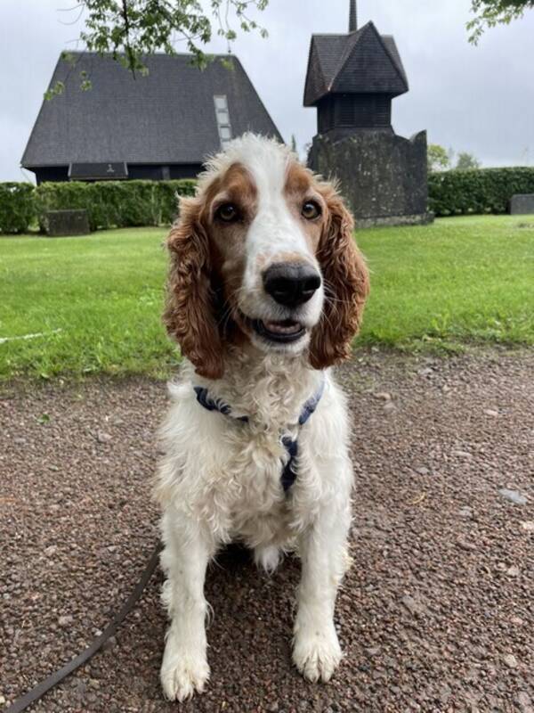 Hund - Linton  (Welsh springer spaniel) 