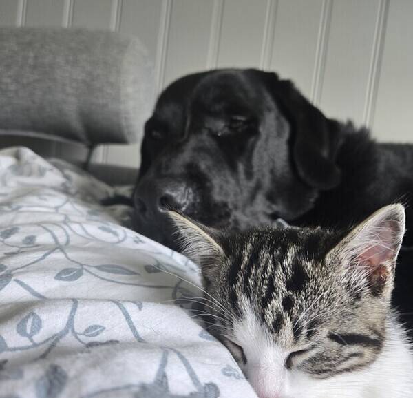 Hund - Odin Hund - Odin