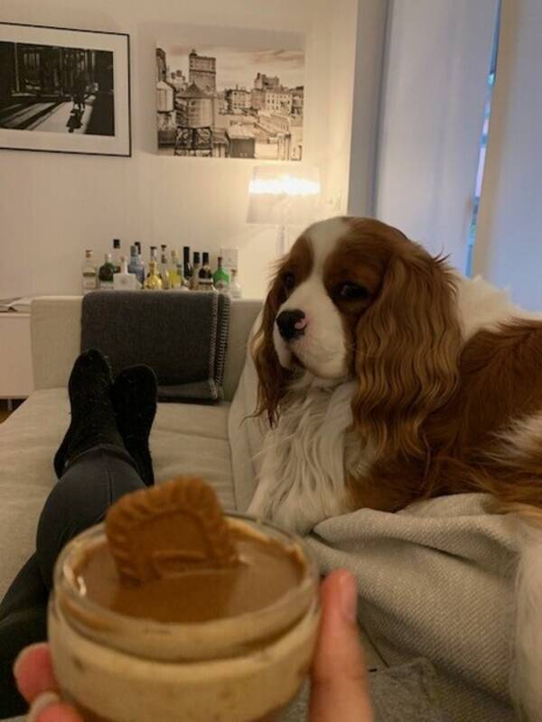 Hund - Cavalier King Charles Spaniel Hund - Cavalier King Charles Spaniel