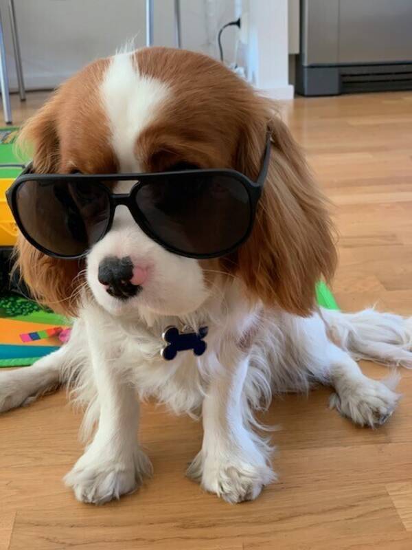 Hund - Cavalier King Charles Spaniel Hund - Cavalier King Charles Spaniel