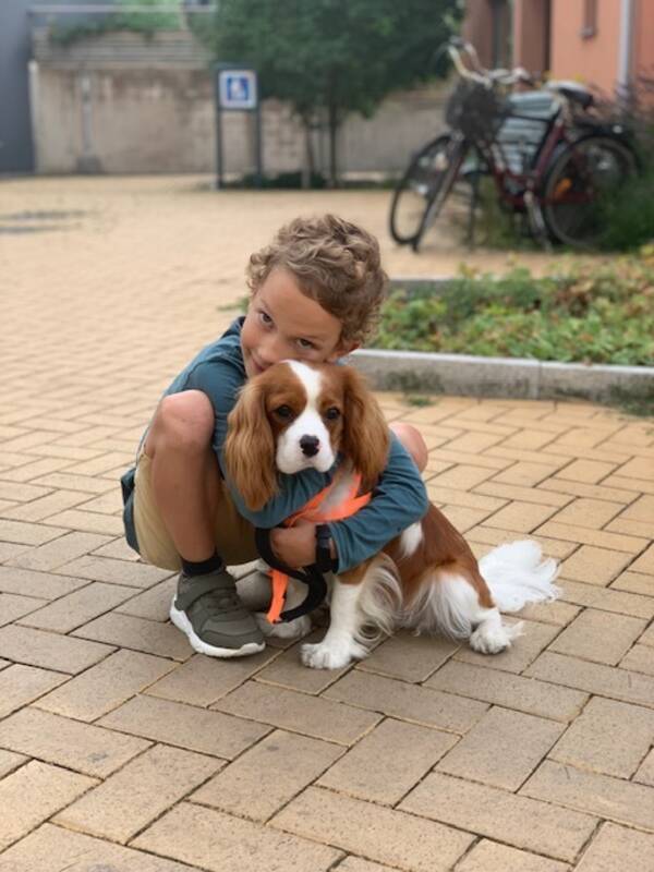 Hund - Cavalier King Charles Spaniel Hund - Cavalier King Charles Spaniel