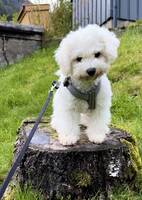 Bichon frise Bichon frise