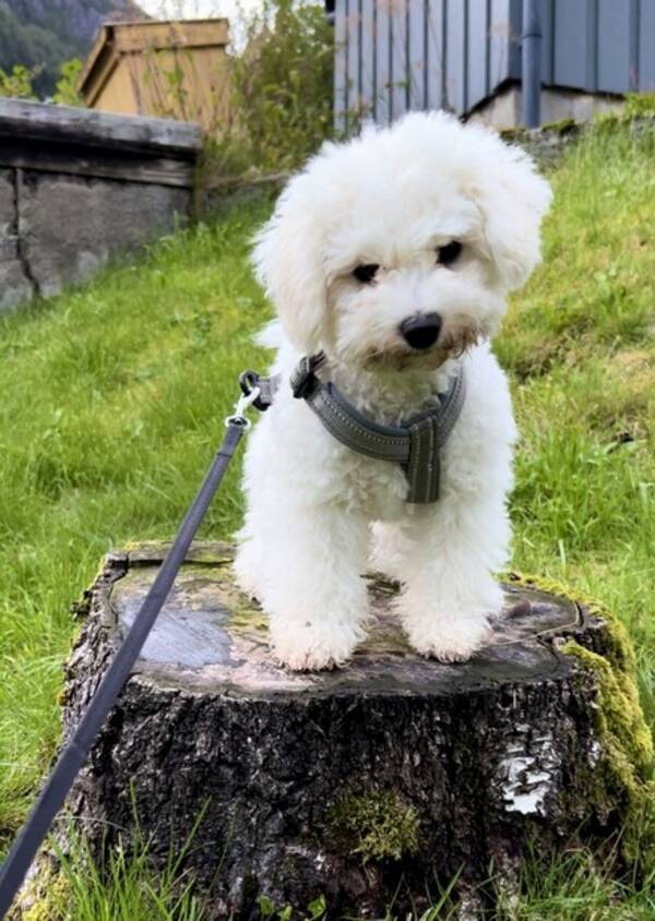 Hund - Bichon frise