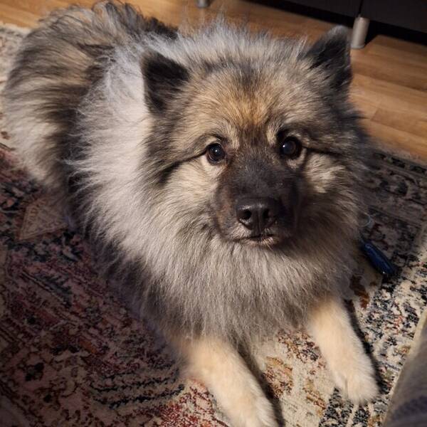 Hund - Charlie Hund - Charlie