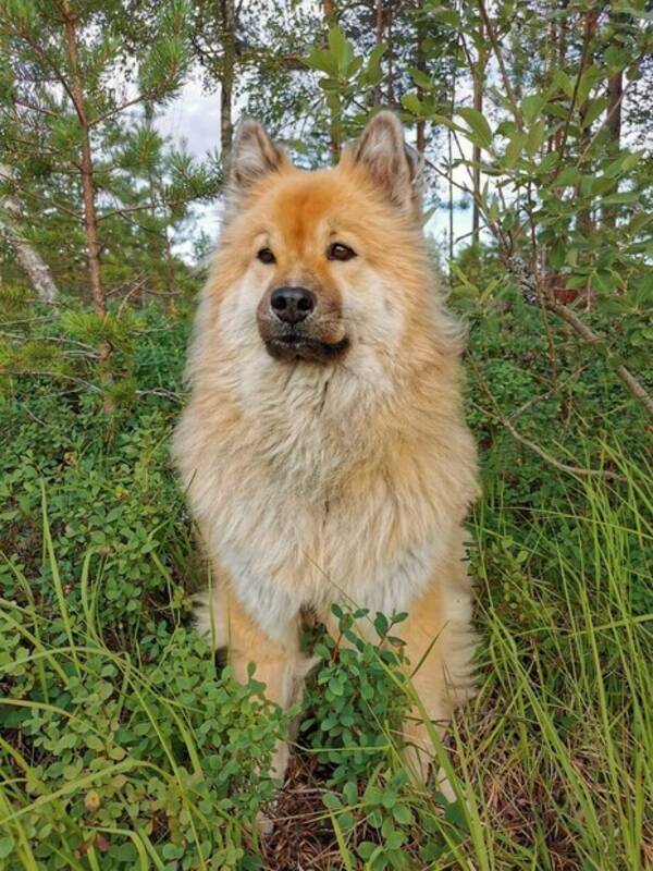 Hund - Zita Hund - Zita